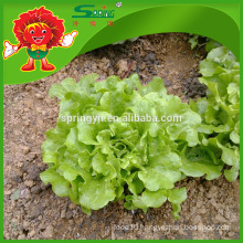 Fresh Quality Lettuce Iceberg Organic Certificated